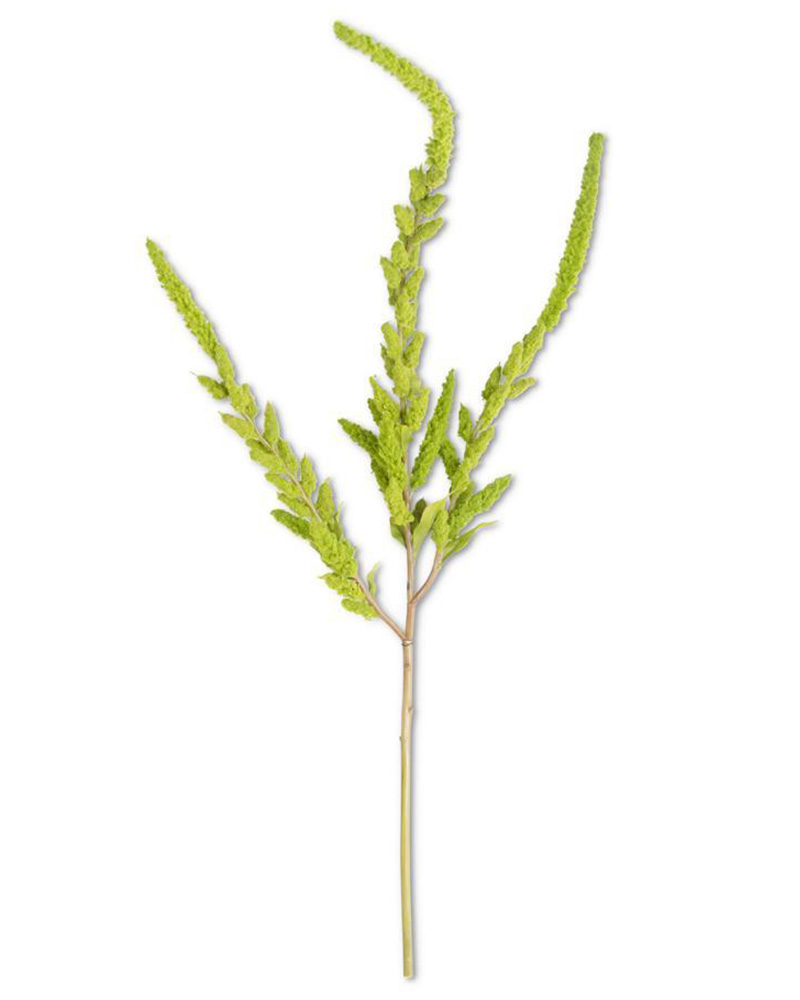 Everlasting Green Amaranthus Stem 37"