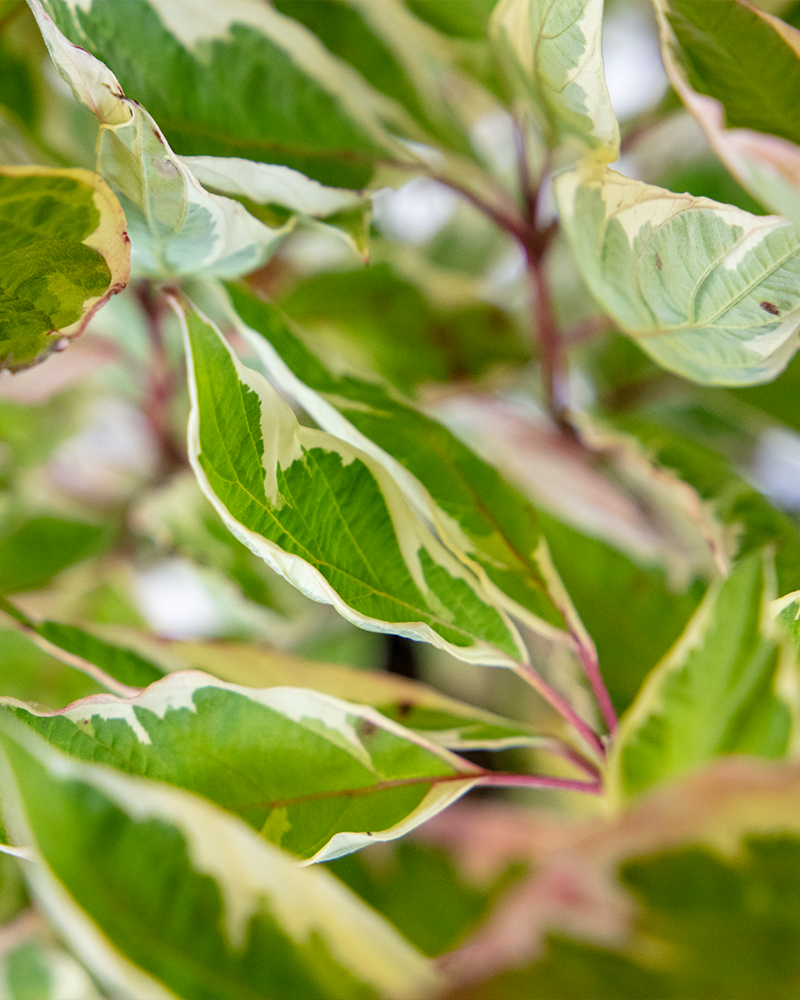 Ivory Halo Dogwood #5<br><i>Cornus alba Ivory Halo</br></i>