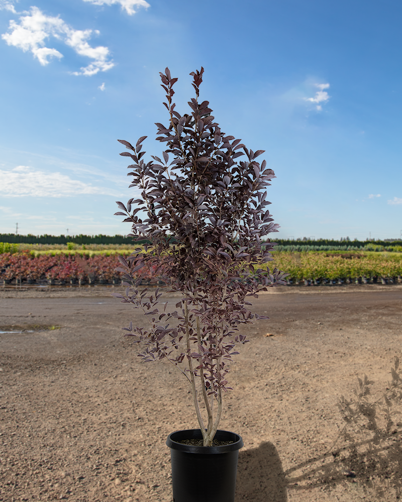 Canada Red Chokecherry (multi stem) #20<br><i>Prunus virginiana Canada Red (multi stem)</br></i>