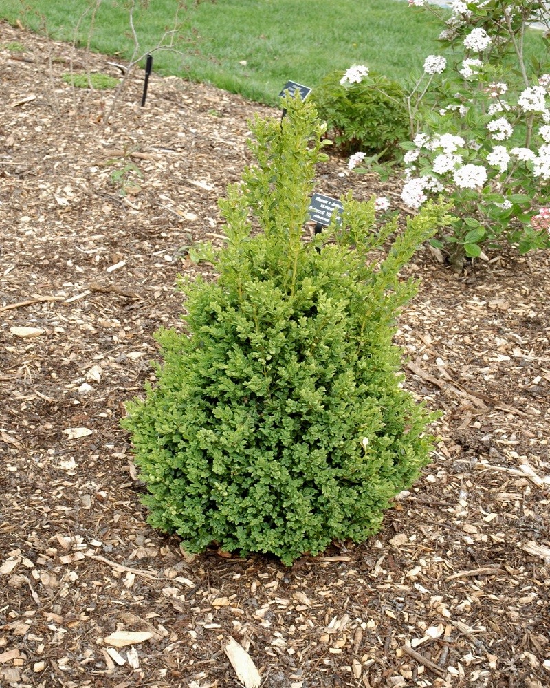 Green Mountain Boxwood #3<br><i>Buxus Green Mountain</br></i>