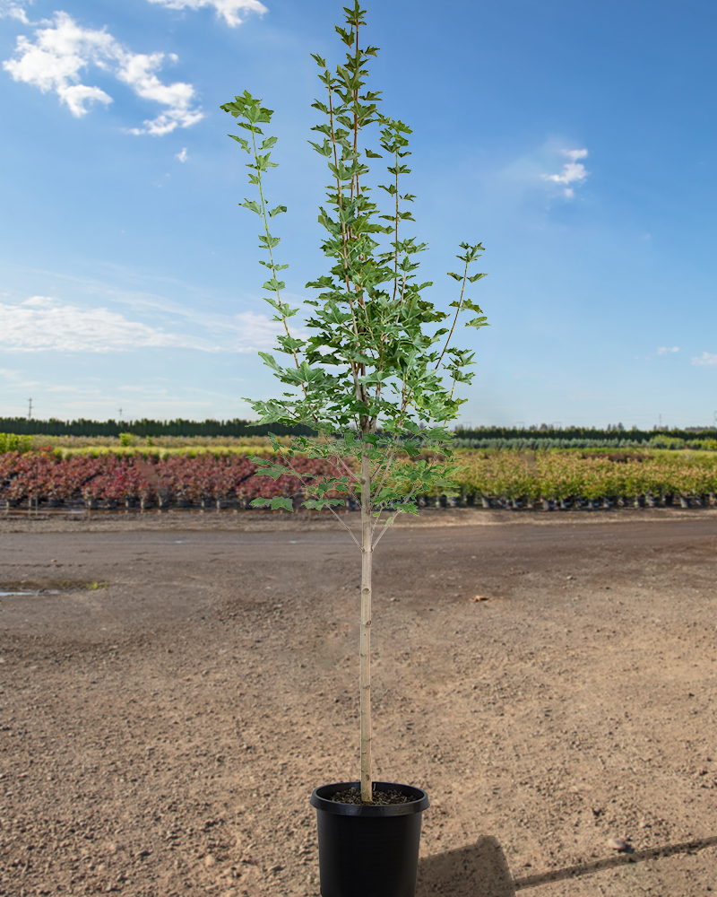 Emerald Queen Norway Maple #15<br><i>Acer platanoides Emerald Queen</br></i>