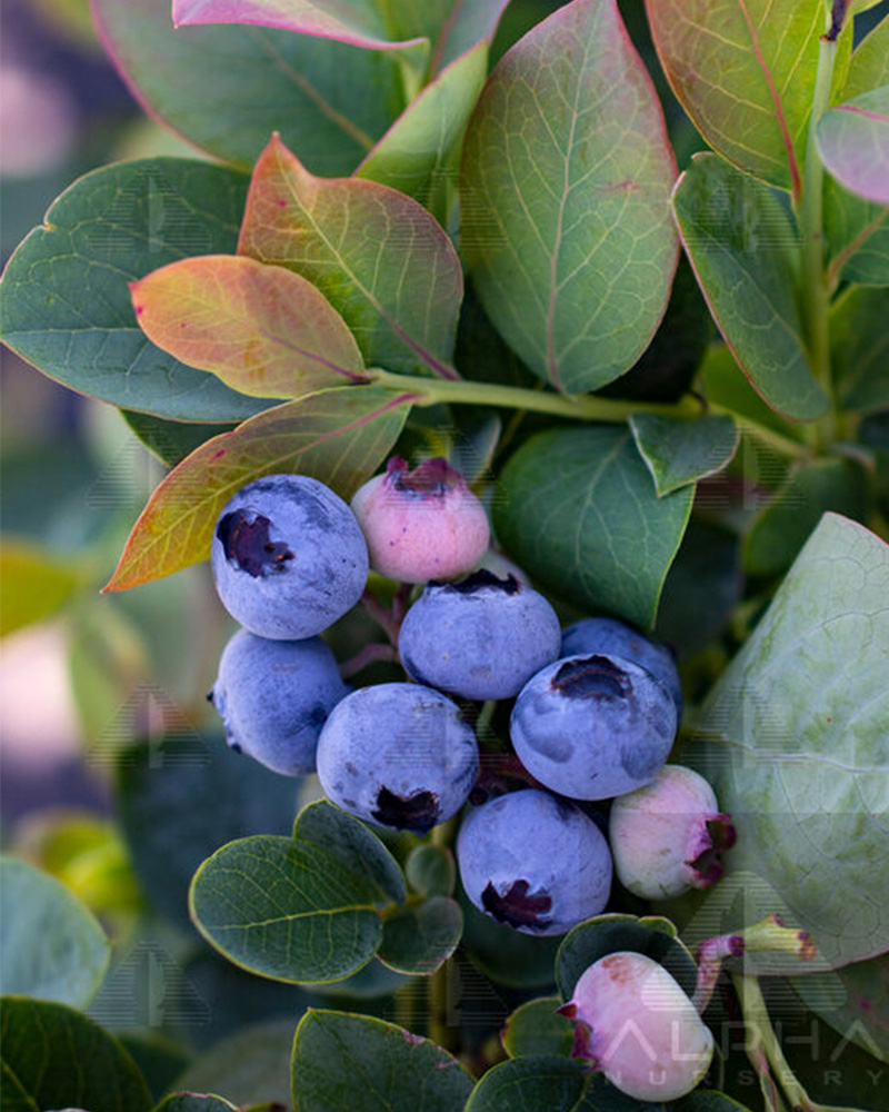 Blueberry Silver Dollar #1