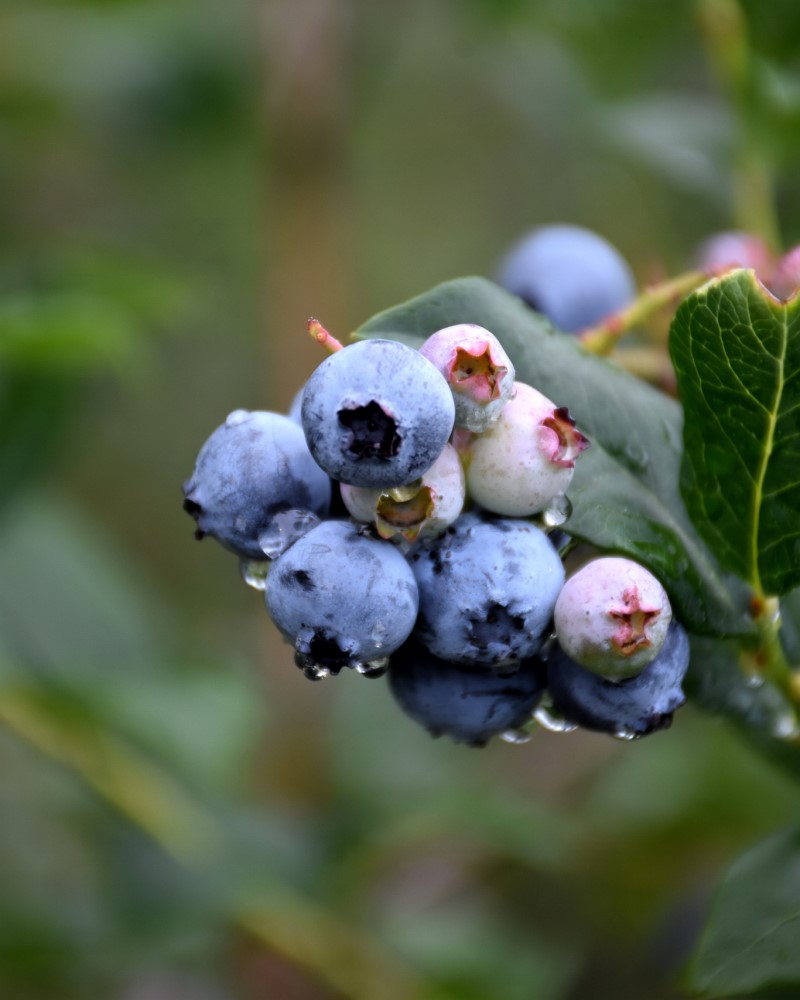 Blueberry Chippewa #1