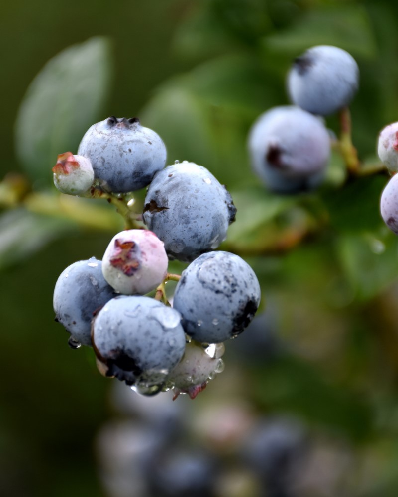 Blueberry Polaris #1