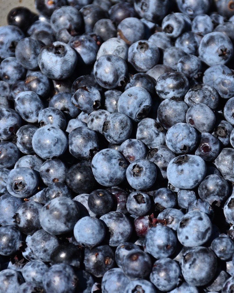 Brunswick Lowbush Blueberry #1<br><i>Vaccinium angustifolium \'Brunswick\'</br></i>