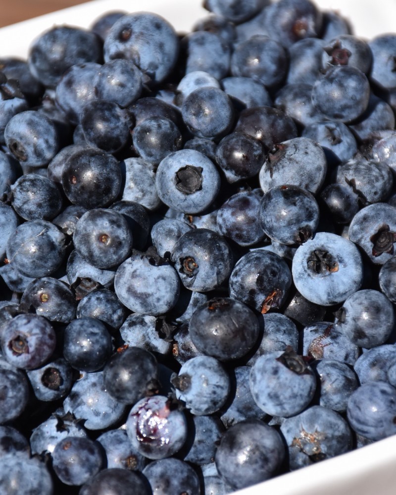 Burgundy Lowbush Blueberry #1<br><i>Vaccinium angustifolium \'Burgundy\'</br></i>
