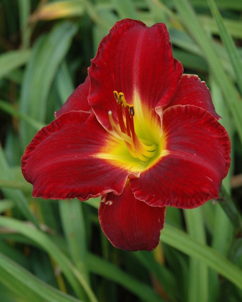 Prairie Wildfire Daylily #1<br><i>Hemerocallis Prairie Wildfire</br></i>