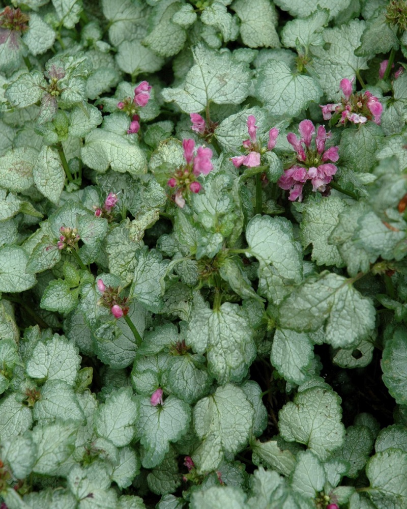 Beacon Silver Spotted Dead Nettle #1<br><i>Lamium maculatum Beacon Silver</br></i>