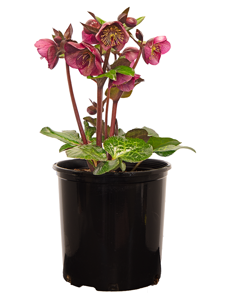 Charmer Hellebore #1<br><i>Helleborus Charmer</br></i>