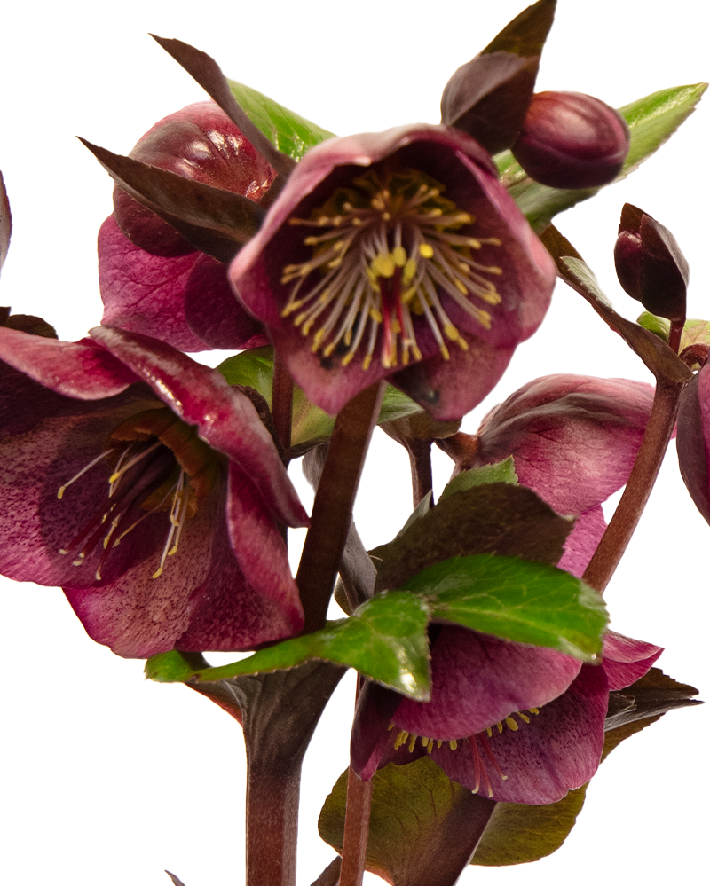 Charmer Hellebore #1<br><i>Helleborus Charmer</br></i>