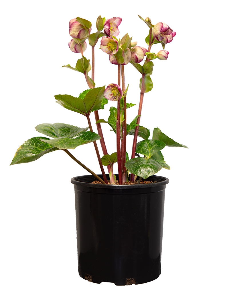 Frostkiss&reg; Glenda's Gloss Hellebore #1<br><i>Helleborus Glenda's Gloss</br></i>