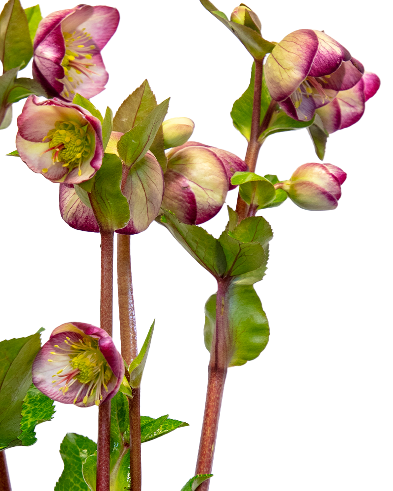 Frostkiss&reg; Glenda\'s Gloss Hellebore #1<br><i>Helleborus Glenda\'s Gloss</br></i>