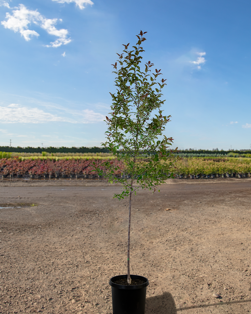 Prairifire Flowering Crabapple #15<br><i>Malus Prairifire</br></i>