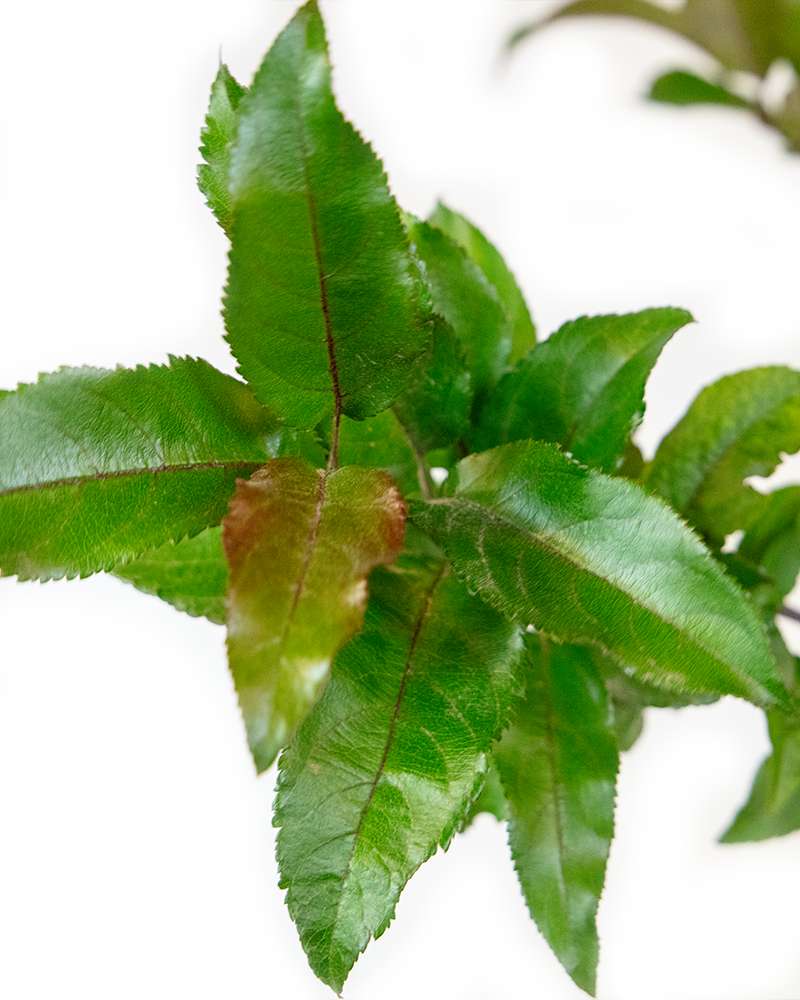 Prairifire Flowering Crabapple #15<br><i>Malus Prairifire</br></i>
