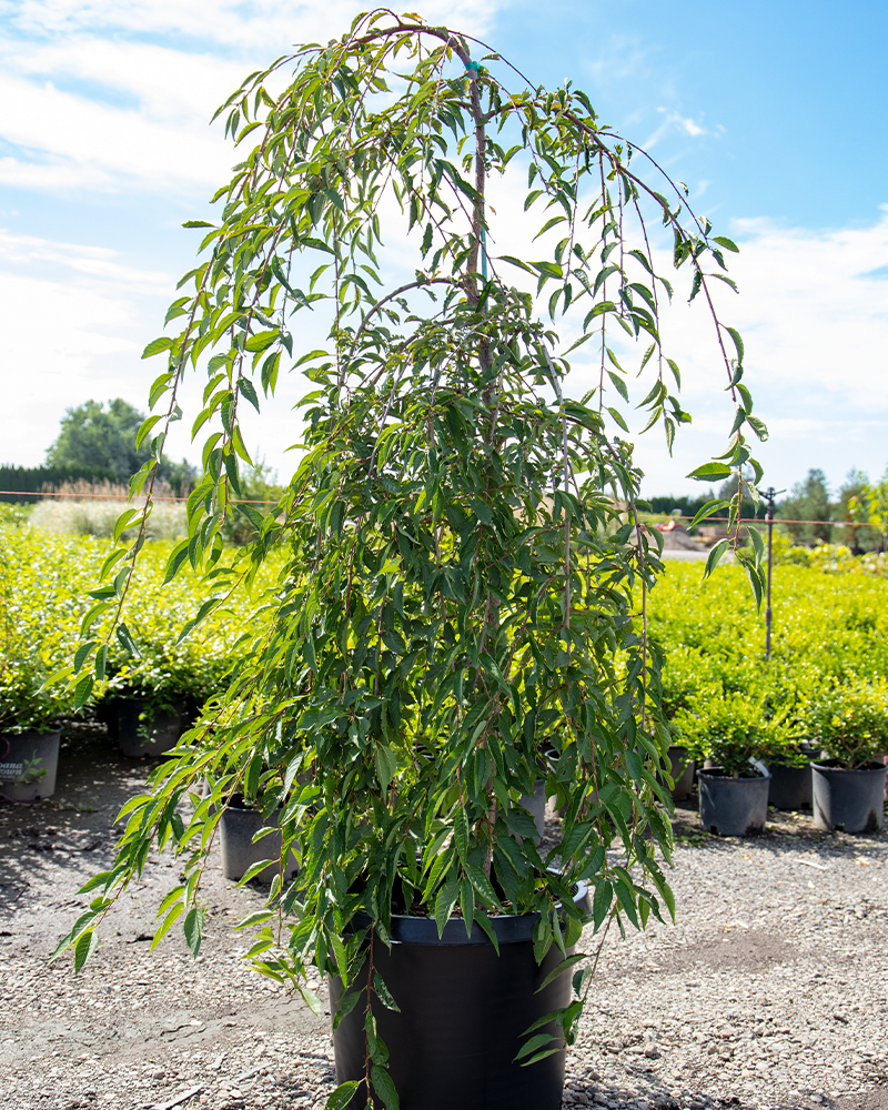 Pink Cascade® Weeping Cherry #15<br><i>Prunus NCPH1</br></i>