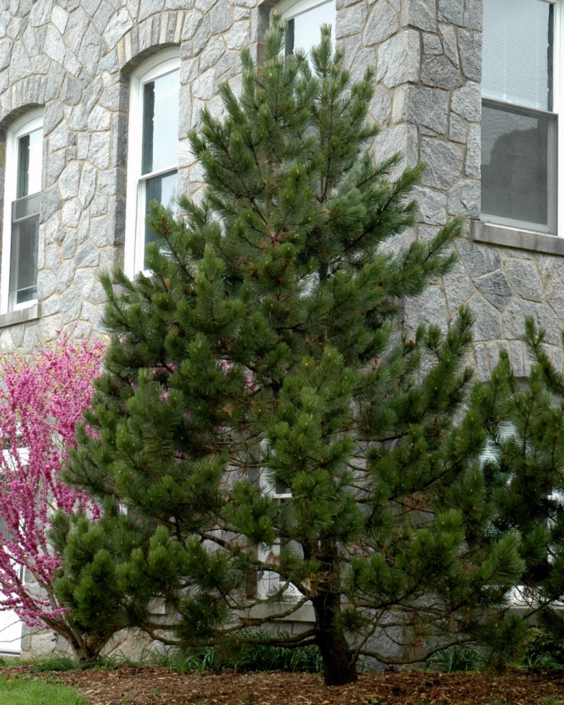 Bosnian Pine #15<br><i>Pinus heldreichii</br></i>