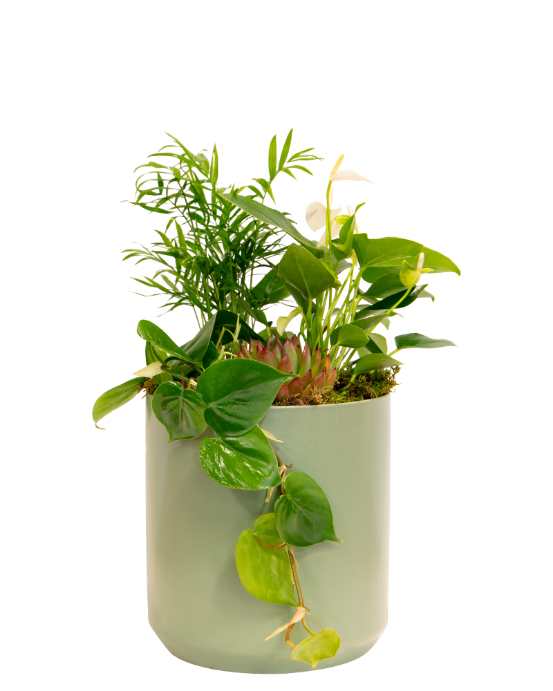 Forever Green Floral Arrangement from 128168 Moana Nursery Reno NV