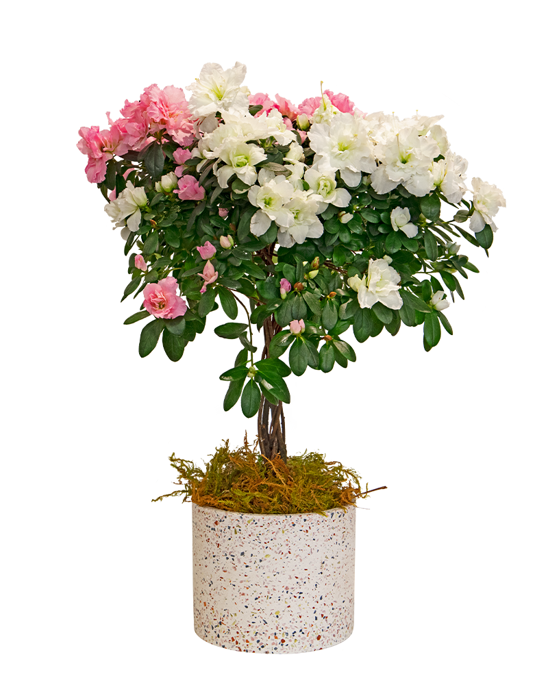 Azalea in Terrazo Pot