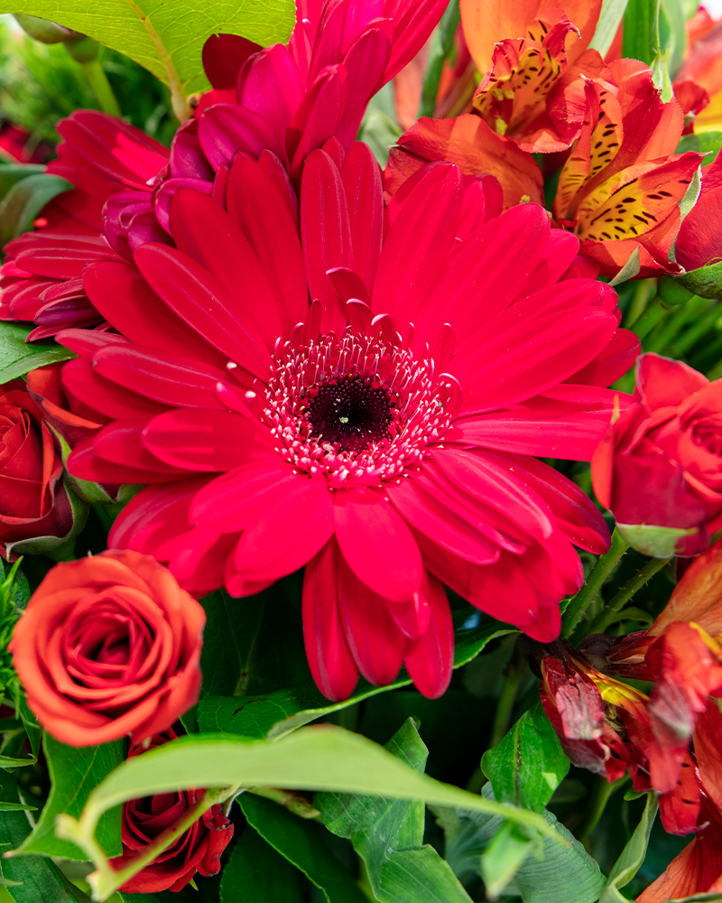 Red Hot Mama Floral Arrangement from $75-$110