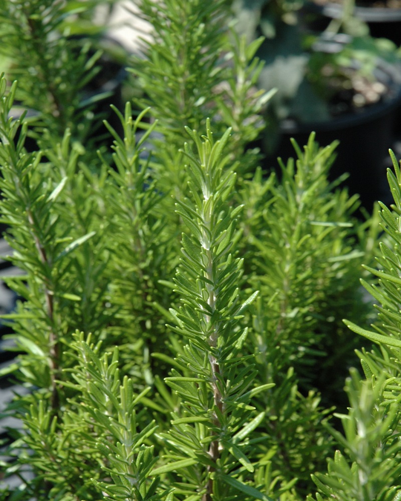 Rosemary Barbeque 3.5"