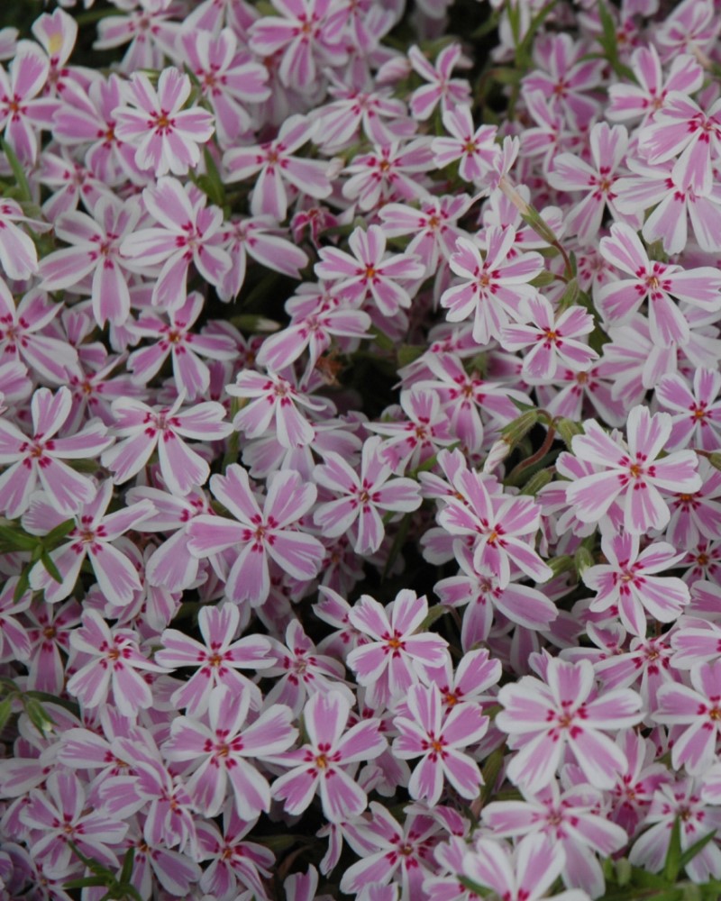 Candy Stripe Moss Phlox #1<br><i>Phlox subulata Candy Stripe</br></i>
