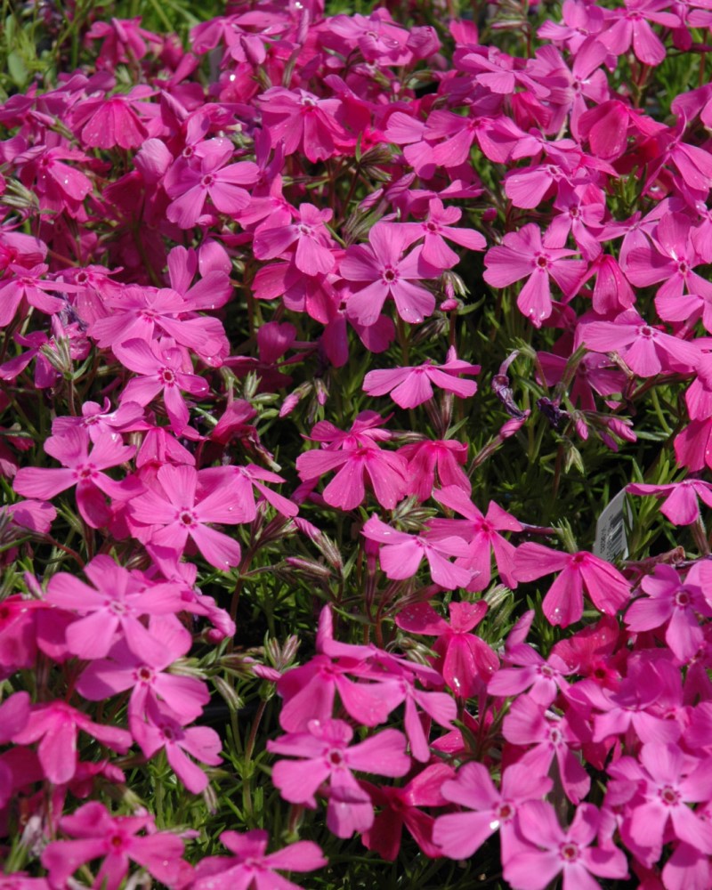 Drummond's Pink Moss Phlox #1<br><i>Phlox subulata 'Drummond's Pink'</br></i>