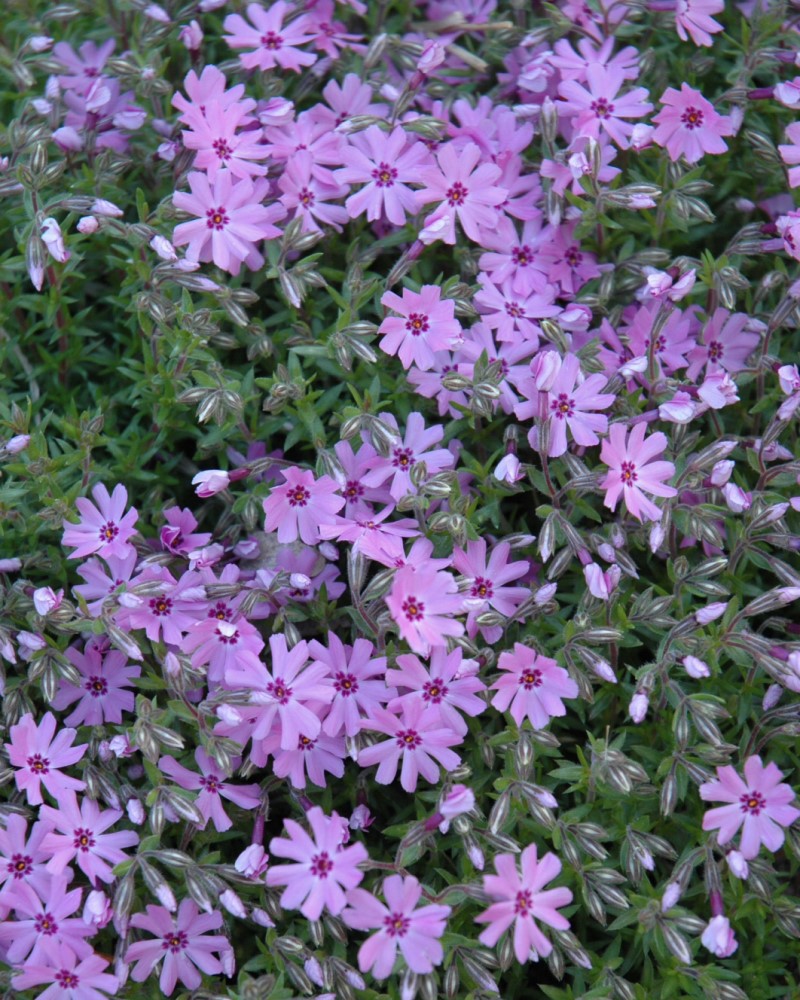 Fort Hill Moss Phlox #1<br><i>Phlox subulata Fort Hill</br></i>
