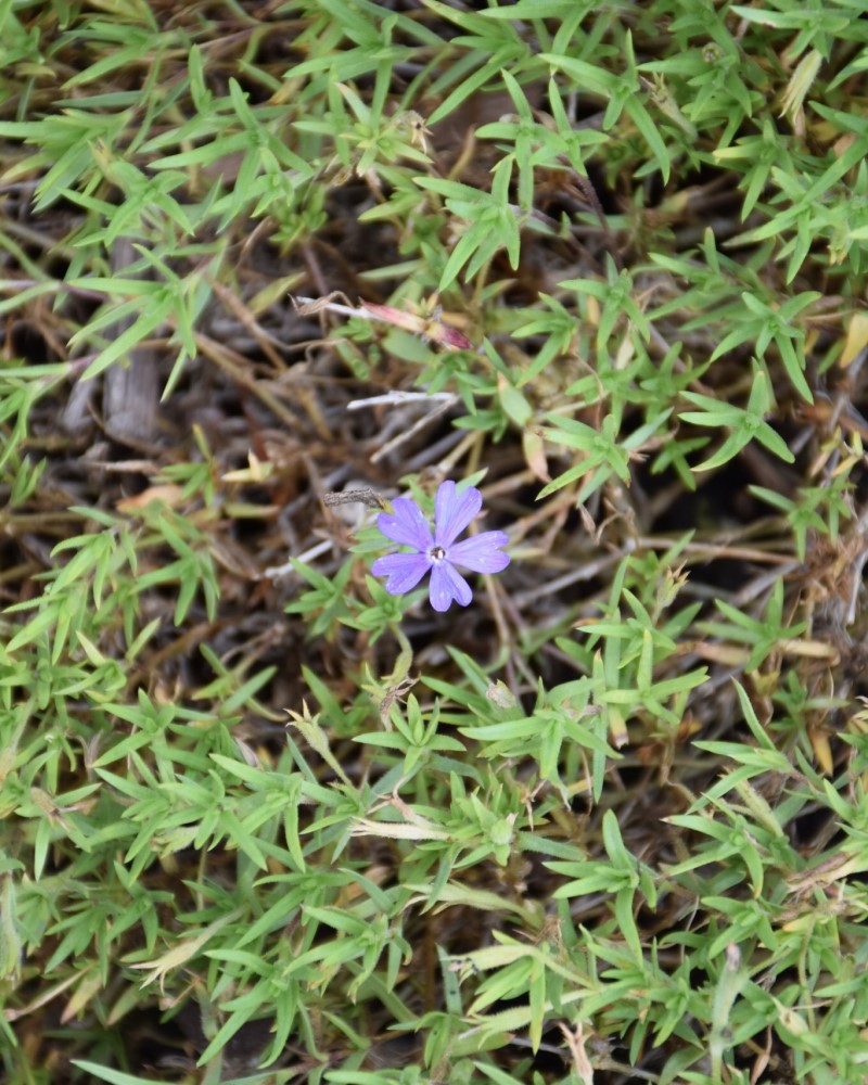 Violet Pinwheels Phlox #1<br><i>Phlox Violet Pinwheels</br></i>