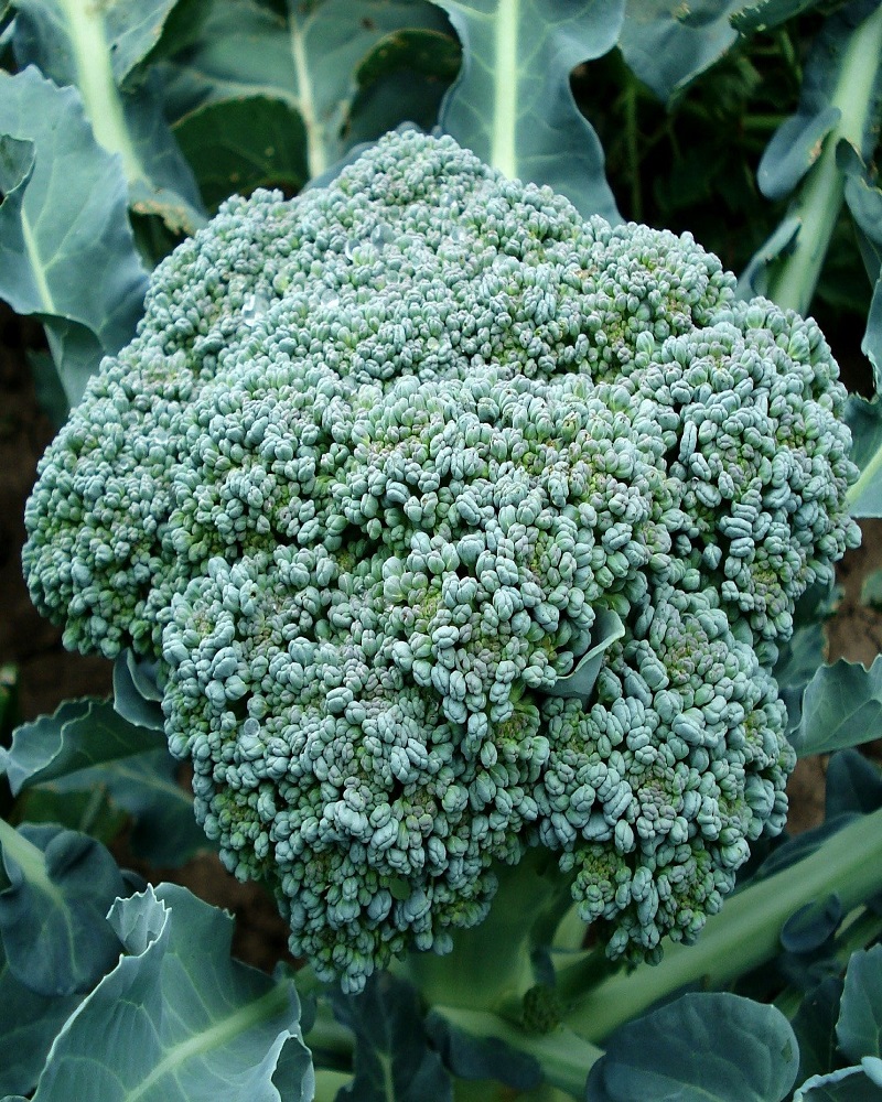 Broccoli Organic 6 pack