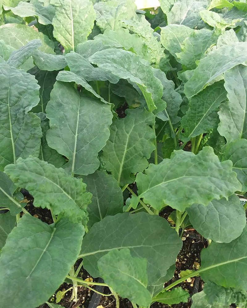 Cabbage Organic 6 Pack