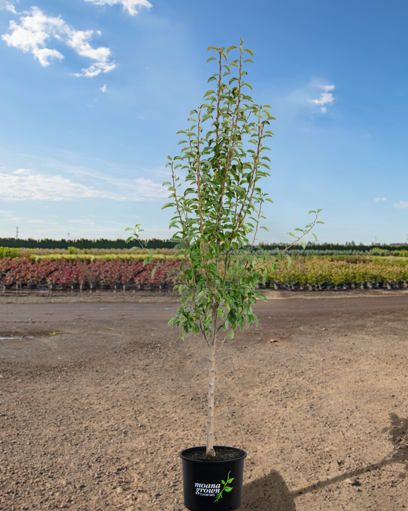 Bartlett Pear #7<br><i>Pyrus communis Bartlett</br></i>