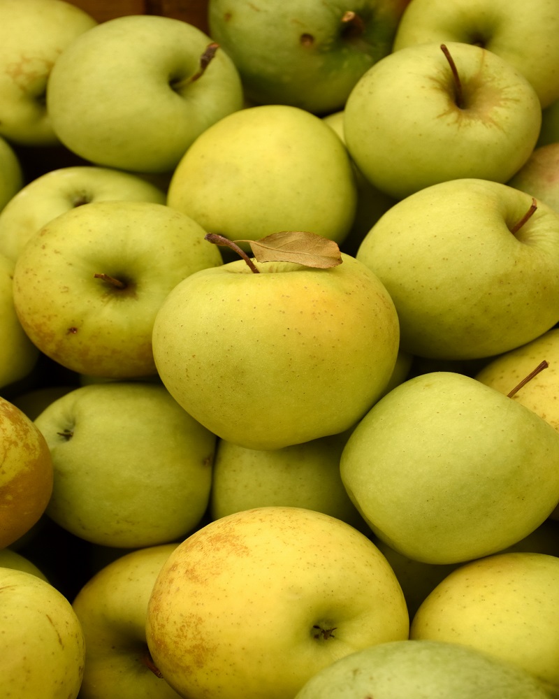 Golden Delicious Apple #15<br><i>Malus Golden Delicious</br></i>