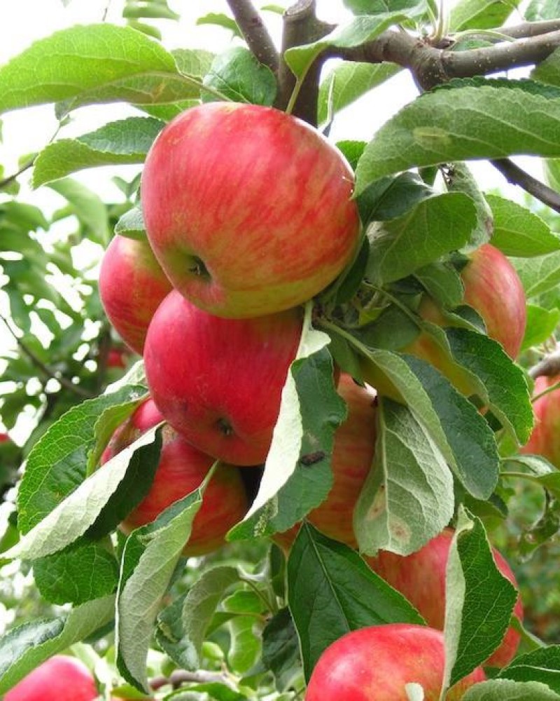 Gala Apple #15<br><i>Malus Gala</br></i>