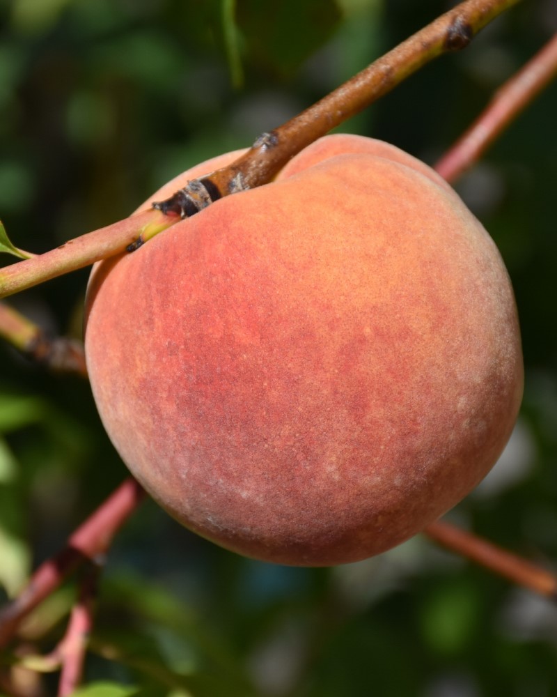 Redhaven Peach #7<br><i>Prunus persica Redhaven</br></i>