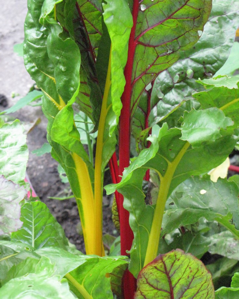 Swiss Chard Bright Lights 6 Pack