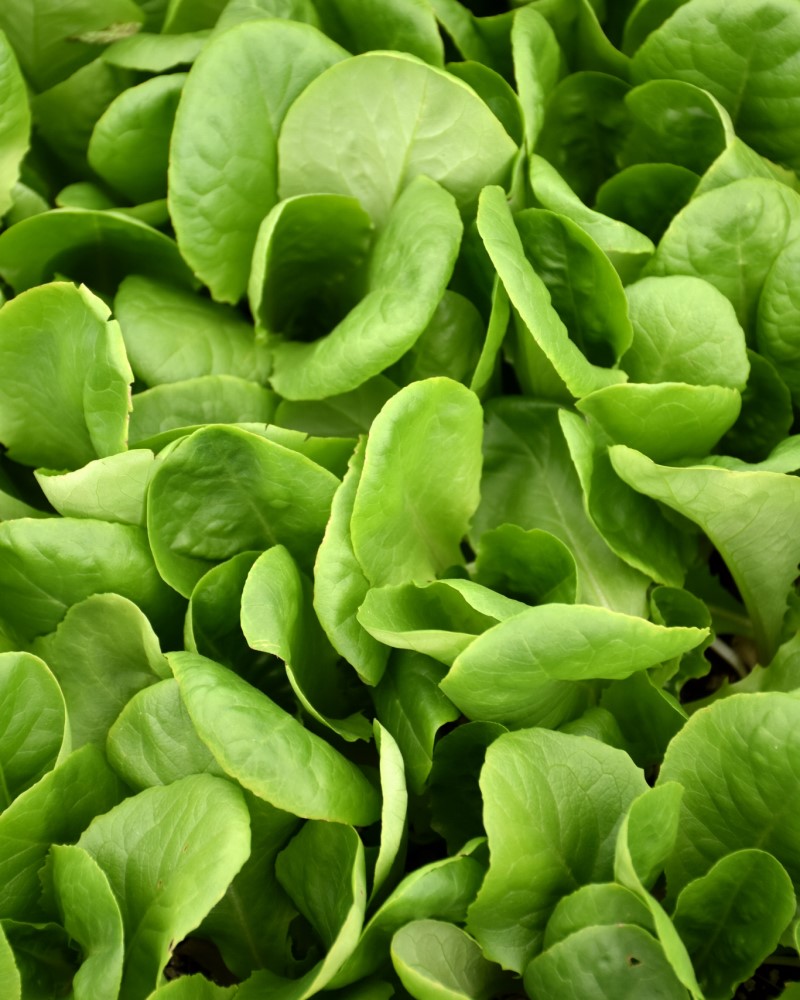 Lettuce Buttercrunch 6 Pack