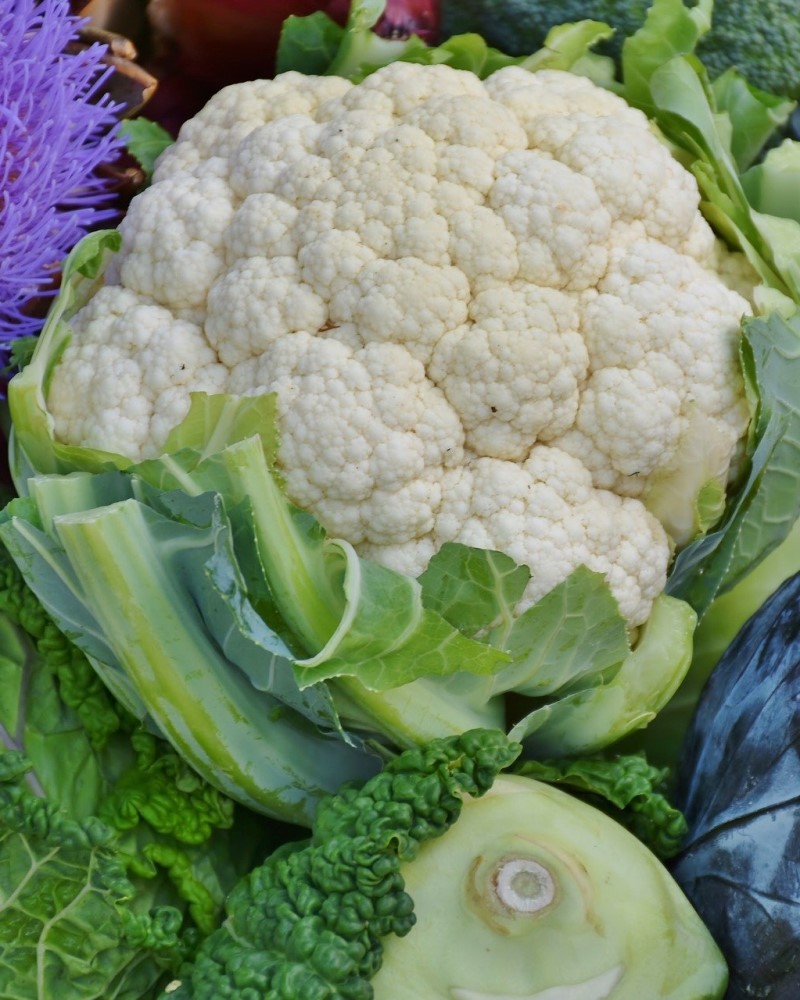 Cauliflower Snow Crown 6 Pack