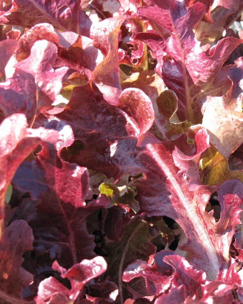 Lettuce Red Oakleaf 6 Pack