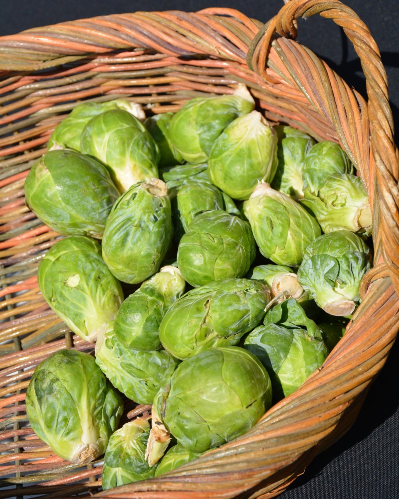 Brussels Sprout Jade Cross 6 Pack