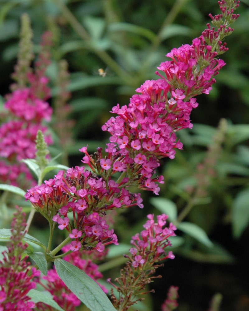 Departments Buzz™ Hot Raspberry Butterfly Bush 5Buddleia davidii