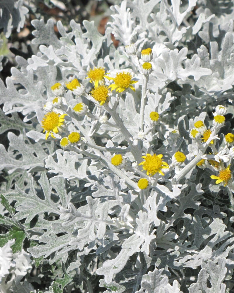 Dusty Miller Silver Dust 6 Pack