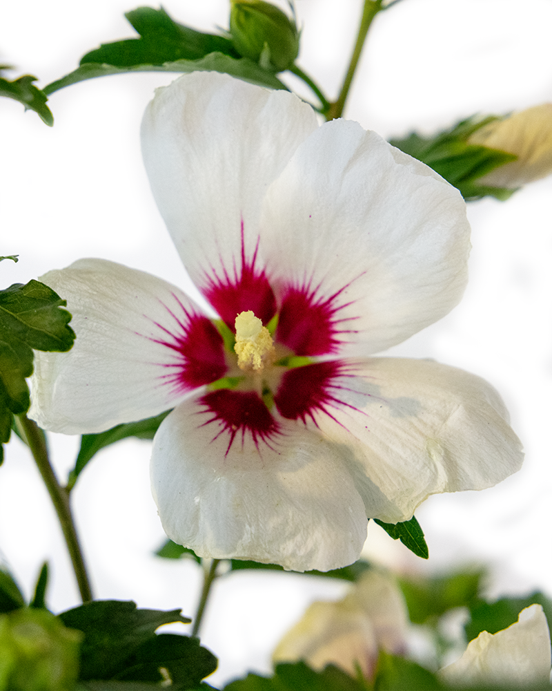 Red Heart Rose Of Sharon #5<br><i>Hibiscus syriacus Red Heart</br></i>
