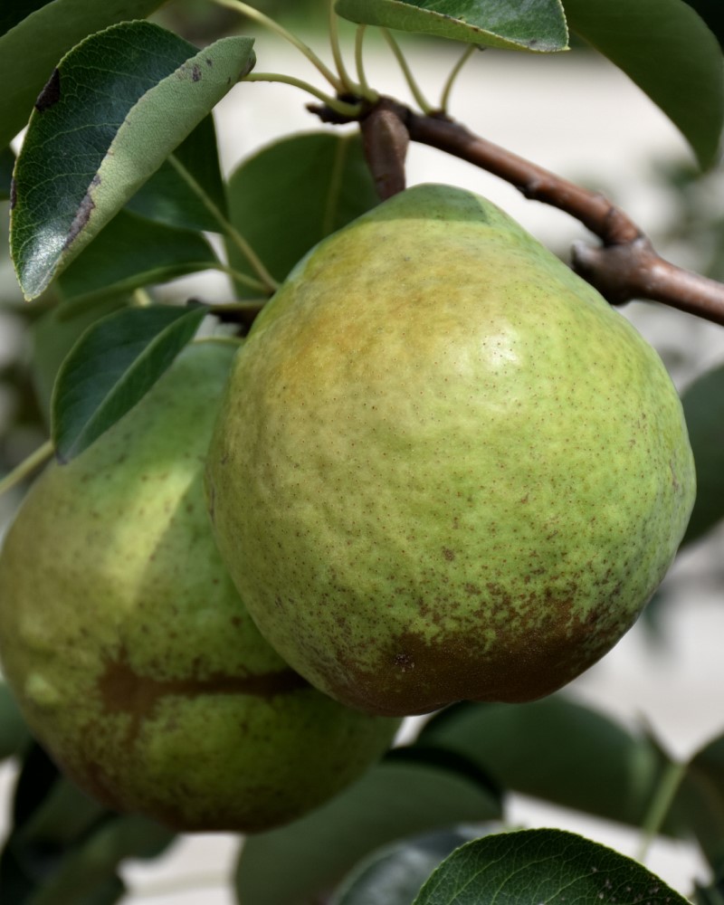 Bartlett Pear #15<br><i>Pyrus communis Bartlett</br></i>