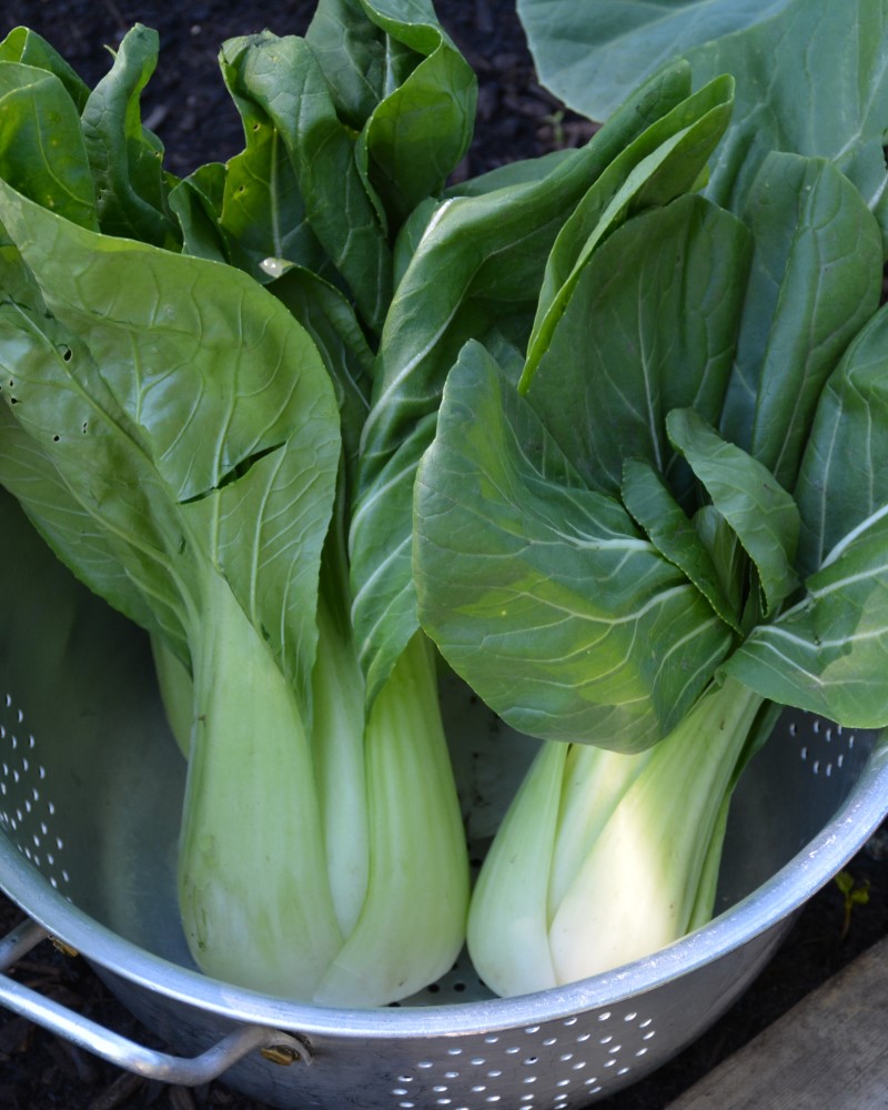 Bok Choy Bopak 6 Pack