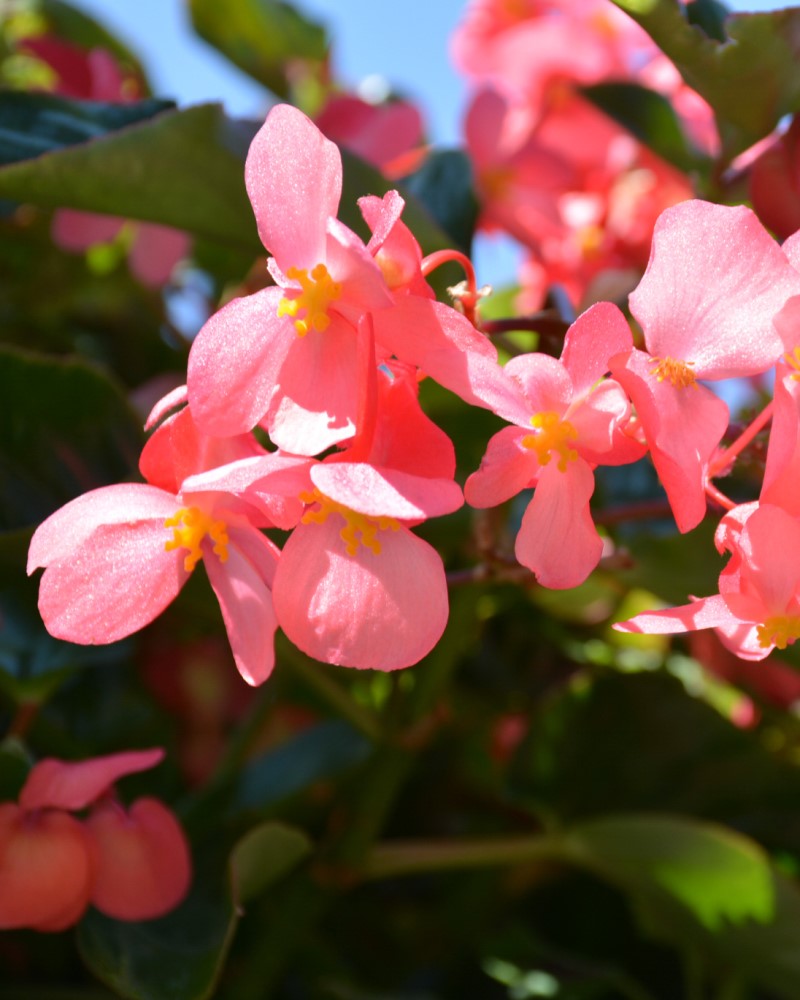Begonia Dragon Wing Pink 4"