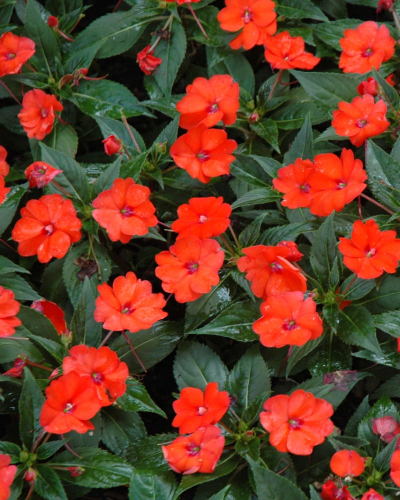 Sunpatiens Compact Orange 4"