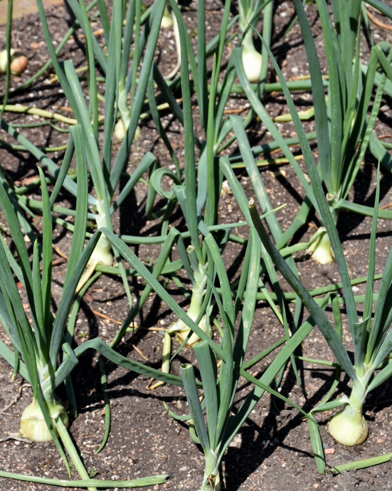 Onion Walla Walla 6 Pack