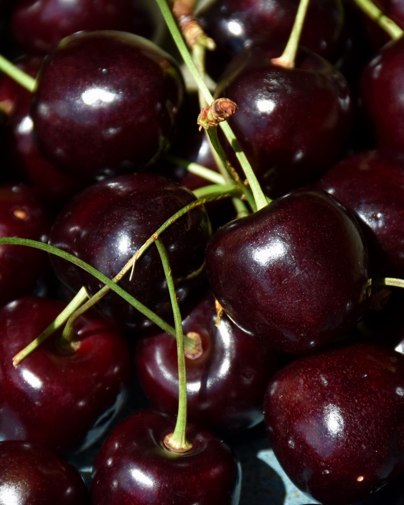 Bing Cherry #15<br><i>Prunus avium Bing</br></i>