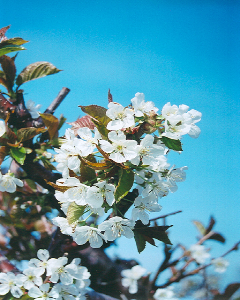 Bing Cherry #7<br><i>Prunus avium Bing</br></i>