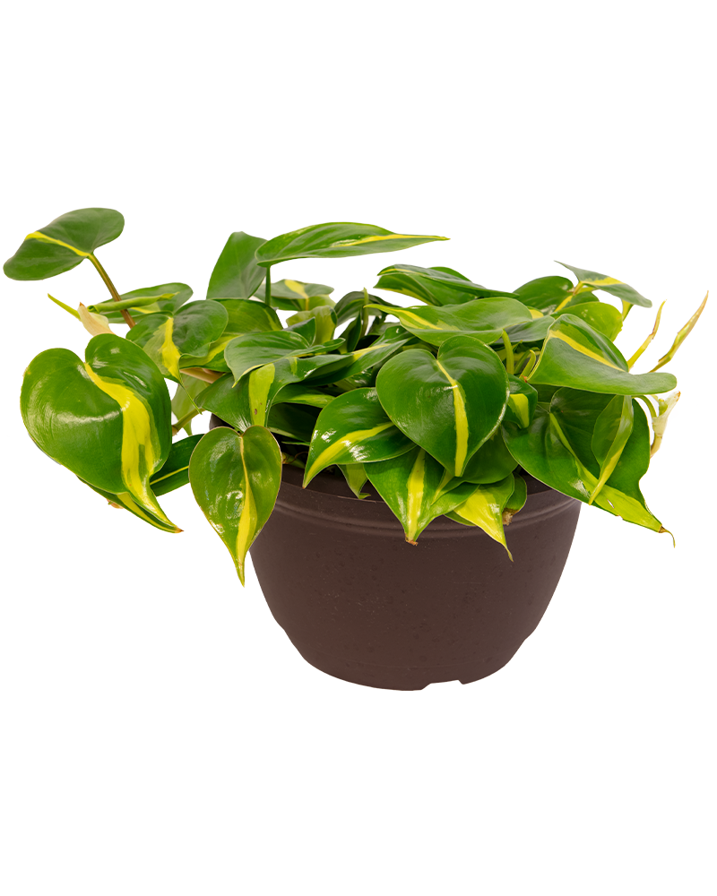 Philodendron Brasil 6"